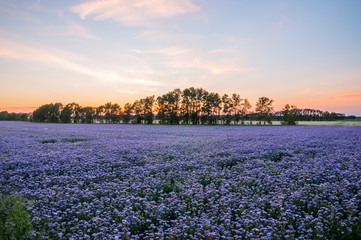 Purple flowers field on the sunset. Phacelia plantation. Honey plants. Beautiful countryside natural landscape