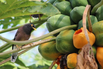 bird with a fruit © Tom