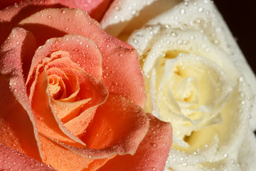 Two roses with water drops on the petals - 136831792