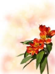small bouquet of red alstroemeria on a colored background - 136831907