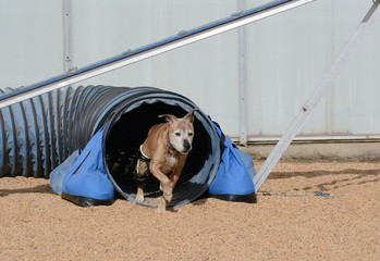 Older mixed breed boxer dog with orthotic device exiting agility tunnel