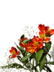 small bouquet of red alstroemeria with gypsophila on a white bac - 136831939