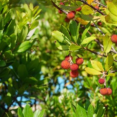 Red berry fruit of Cane Apple Arbutus Unedo