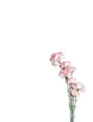 Pink flowers on white background. Pink cloves. Minimalist flowery frame