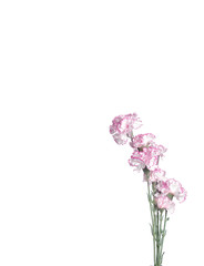 Pink flowers on white background. Pink cloves. Minimalist flowery frame
