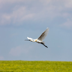 Eurasian spoonbill in flight