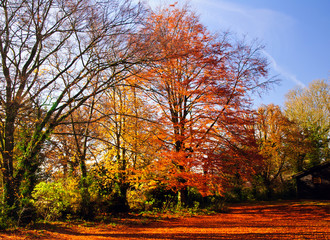 Fototapeta premium Autumn Woodland on a sunny day