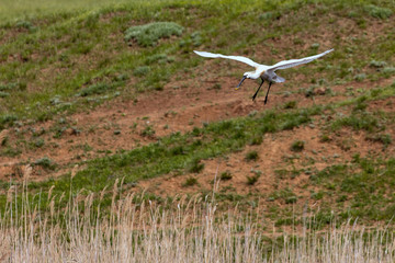 Fototapeta premium Eurasian spoonbill in flight