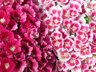 Or Yehuda Carpet of Petunia flower April 2012