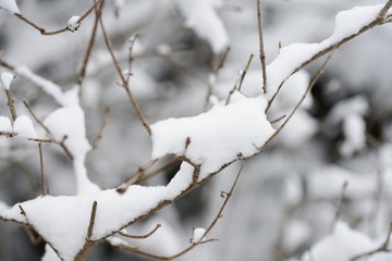 Snow on bare tree branches after a Noreaster blizzard snowstorm