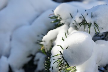Evergreen bush covered with fresh snow after a winter storm