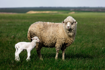 Obraz na płótnie Canvas Sheep and lamb