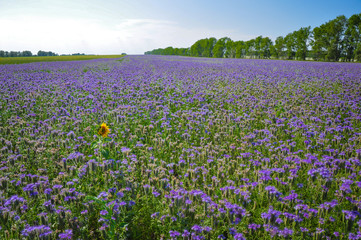 Yellow single Sunflower in the field of purple Phacelia flowers. Honey plants. Beautiful countryside natural landscape