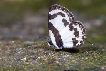 Straight Pierrot(Caleta roxus), beautiful butterfly on stone.