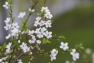 
white flowers of cherry tree

