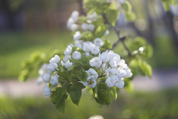 branch of blossoming pear
