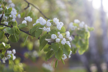 branch of blossoming pear
