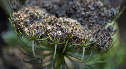 Bunches of ripe seeds of carrot seed on blurred background