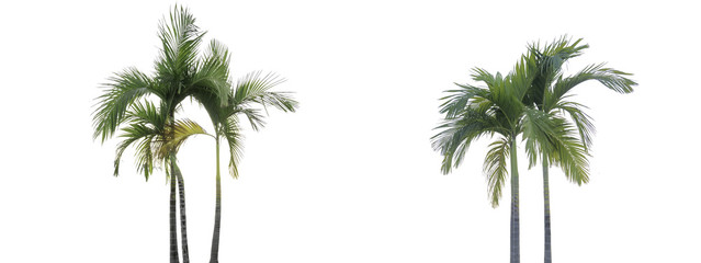 Obraz premium tree isolate on white background.Useful for design compositions