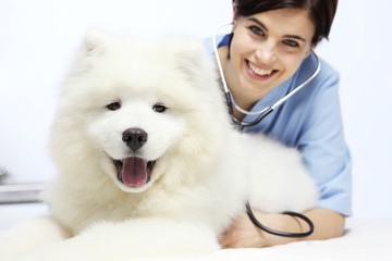 smiling Veterinarian examining dog on table in vet clinic