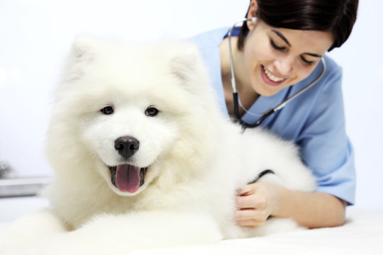 smiling Veterinarian examining dog on table in vet clinic