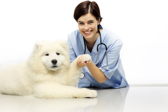 smiling Veterinarian examining dog on table in vet clinic
