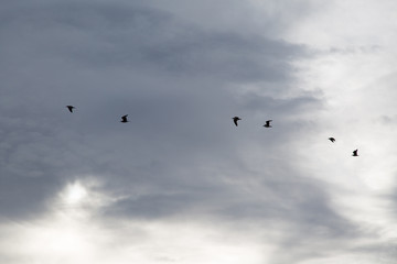 Silhouettes of flying birds in the sky