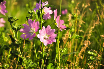 Beautiful pink wildflowers in the grass at evening sunlight