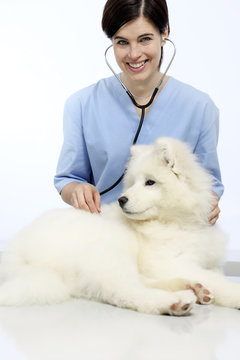 smiling Veterinarian examining dog on table in vet clinic