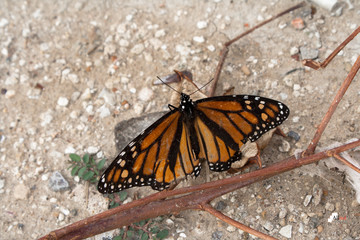 Fototapeta na wymiar Dead Butterfly