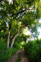 Fototapeta premium The road in green summer forest. Big tree hangs over the road
