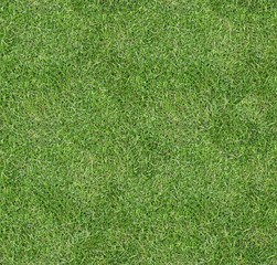 Seamless square green grass texture. - 136835511
