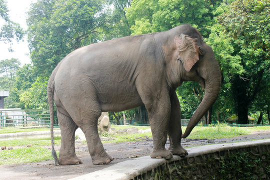 Sumatran elephant side profile picture in a zoo