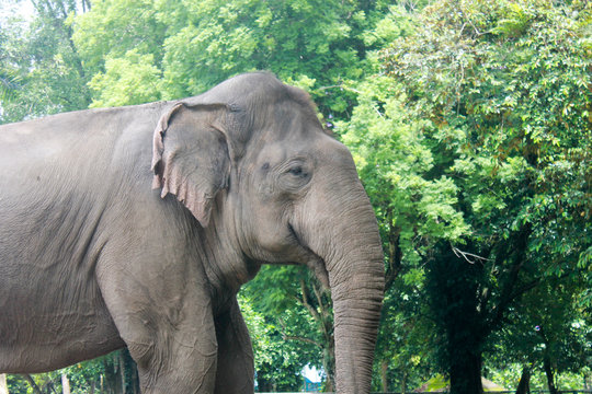 Sumatran elephant side profile picture closeup