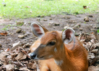 Portrait of female sitatunga or marshbuck - swamp-dwelling antel