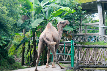 The behind of a camel in a zoo
