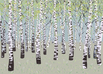 Vector illustration birch grove in spring time - 136836331