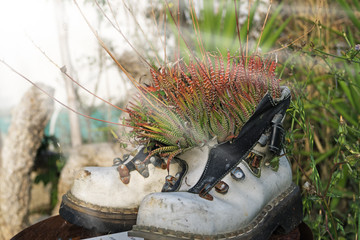 Aloe flowers grow in old white shoes. Close-up. Sun rays.
