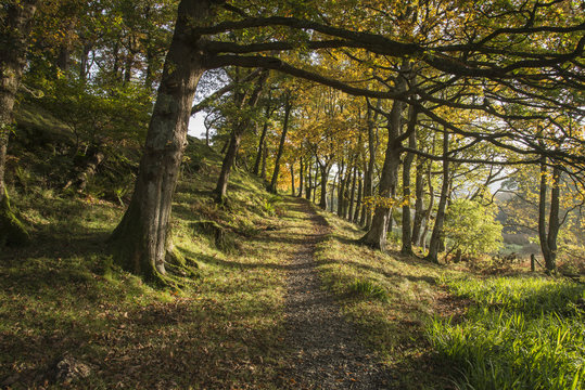 Colorful Autumn Fall forest landscape image in countryside aroun