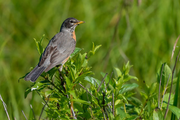 American Robin perched on a branch