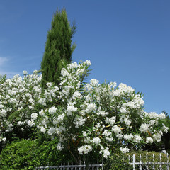 Laurier rose fleurs blanches