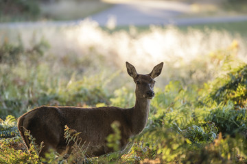 Stunning hind doe red deer cervus elaphus in dappled sunlight fo