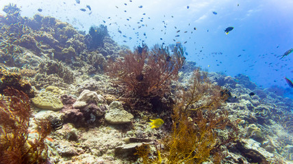 Coral reef and fish in tropical sea underwater