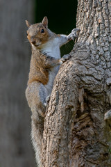 An eastern gray squirrel rests on a tree branch