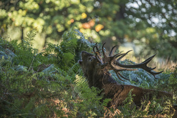 Majestic powerful red deer stag Cervus Elaphus in forest landsca