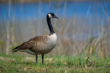 Canada goose, Branta canadensis. Wildlife animal. close-up