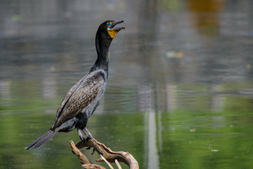 Close up of a great cormorant perched on a branch above the lake