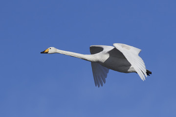 Whooper swan (Cygnus cygnus)