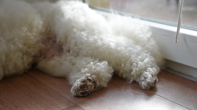 White poodle lying on the carpet in the room