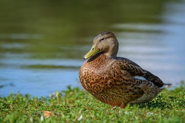 Mottled Duck (Anas fulvigula) resting on the lake shore